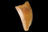 Serrated, Raptor Tooth - Real Dinosaur Tooth #139332-1